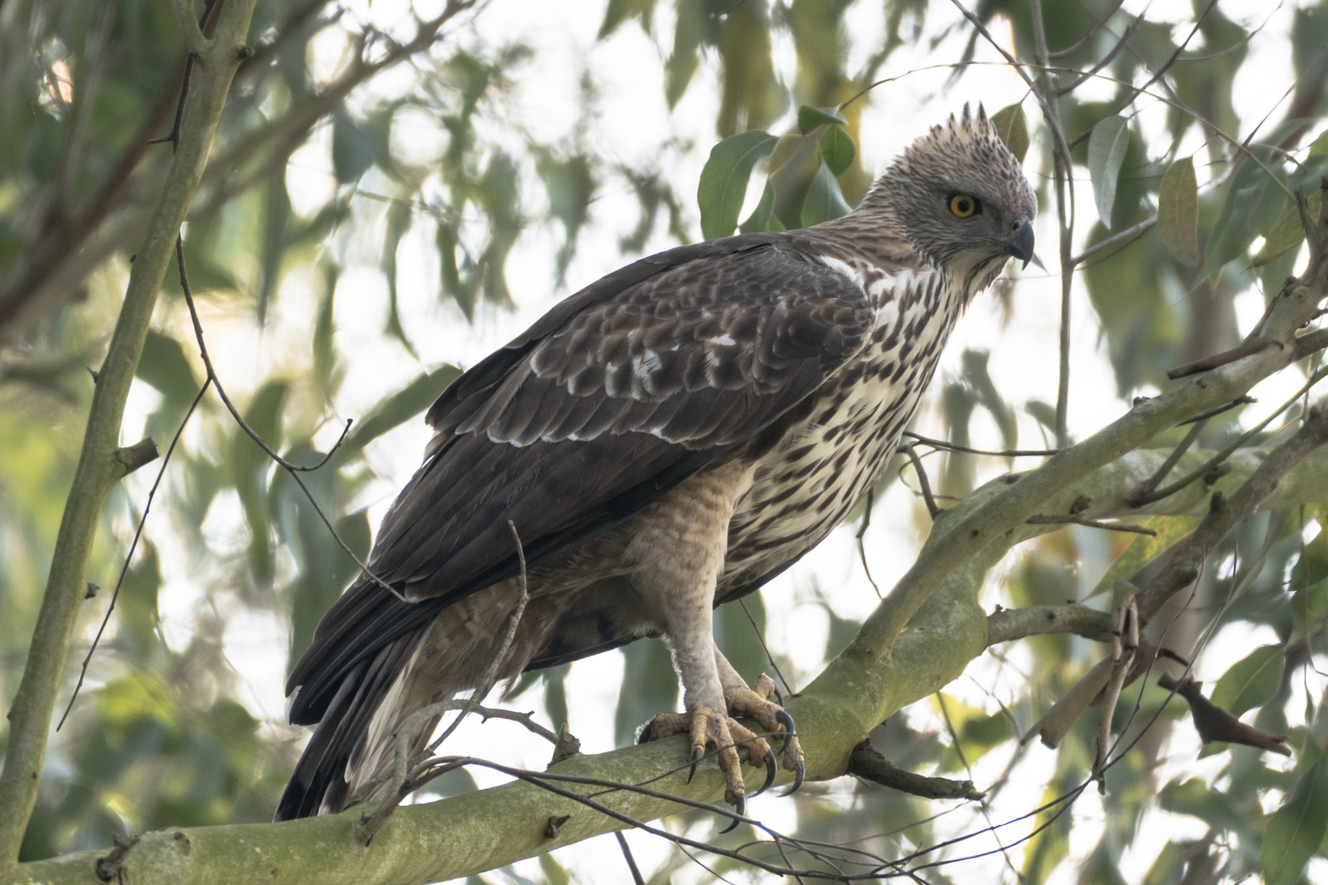 Hodgson hawk-eagle